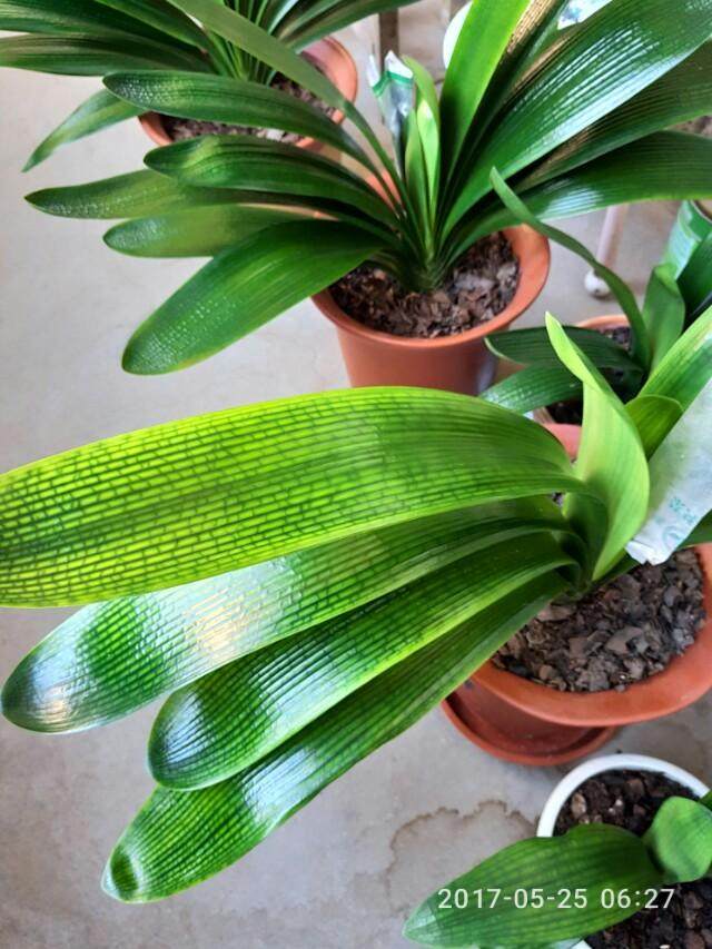 君子兰种子发芽后的种植方法,君子兰种子发芽怎么种植