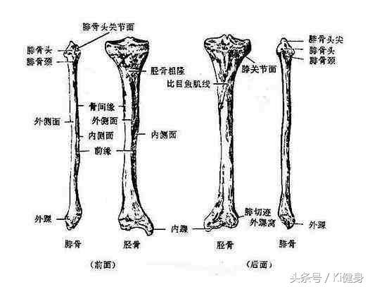 腘绳肌和半月板间隙,膝关节半月板根部解剖
