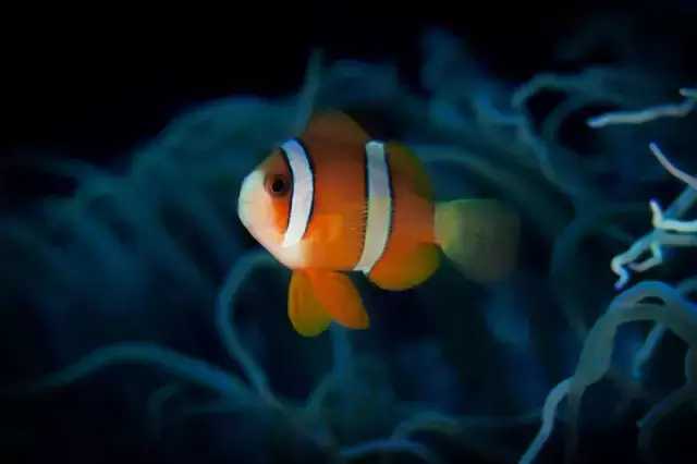 暑假菲律宾夏令营,菲律宾pg岛住宿攻略