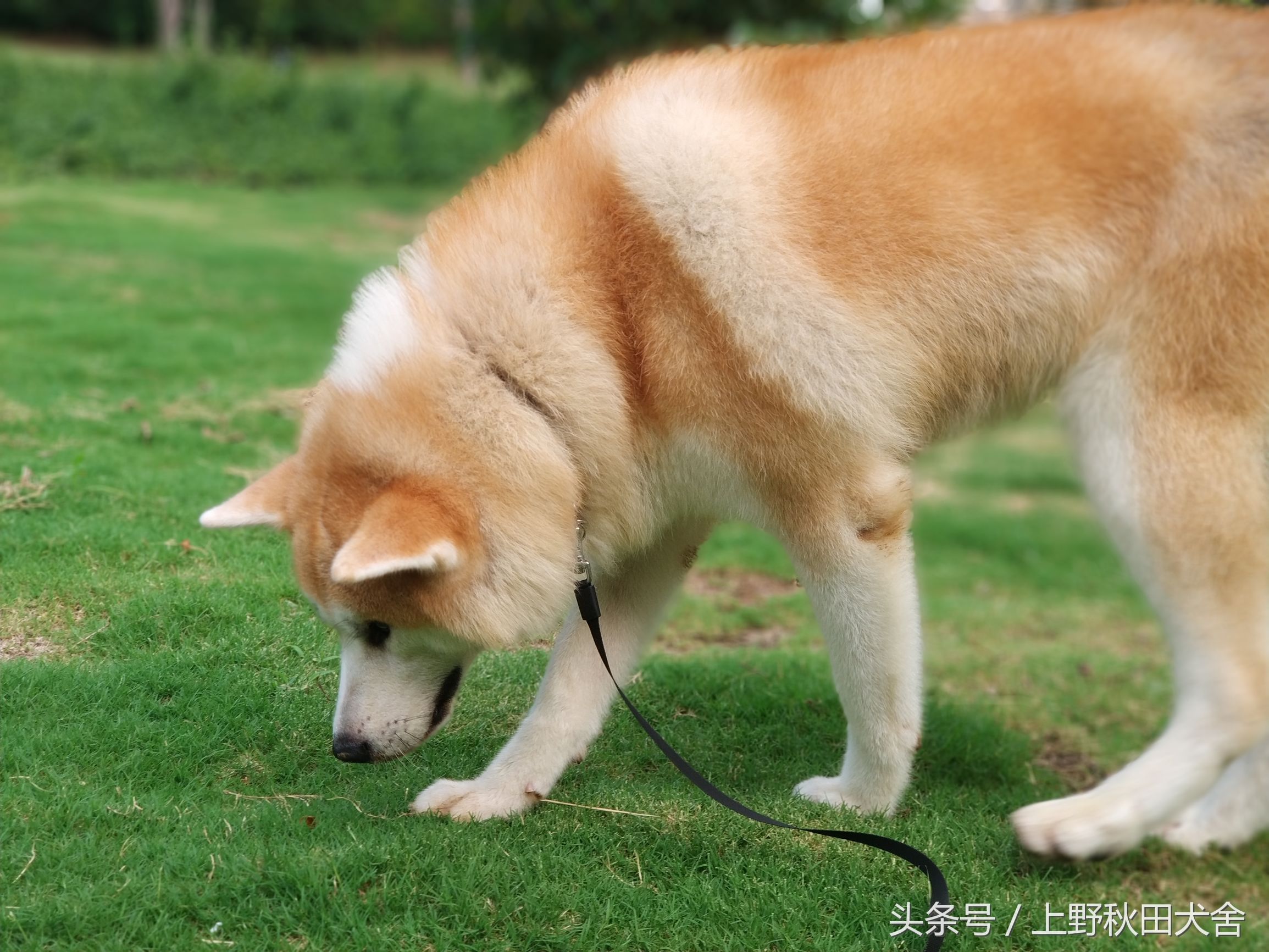 关于宠物饮食你需要注意的几个事项（一）