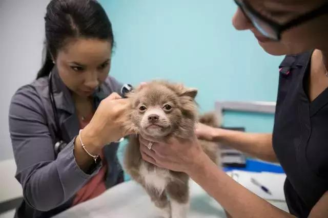 好想领养一只小型的狗,诚心诚意想领养一只宠物狗