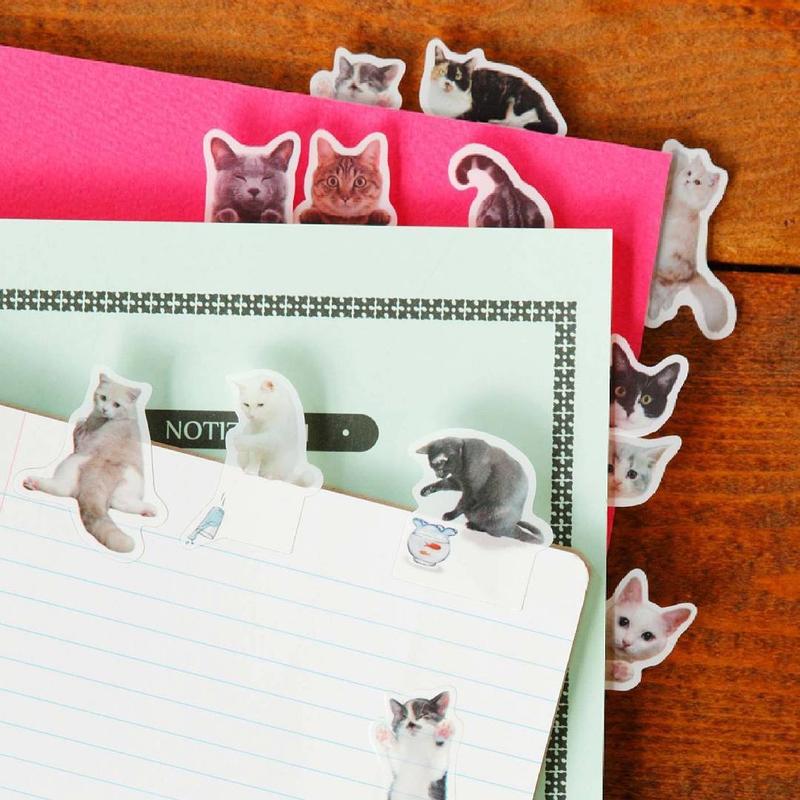 不要说我孤独,我还有猫