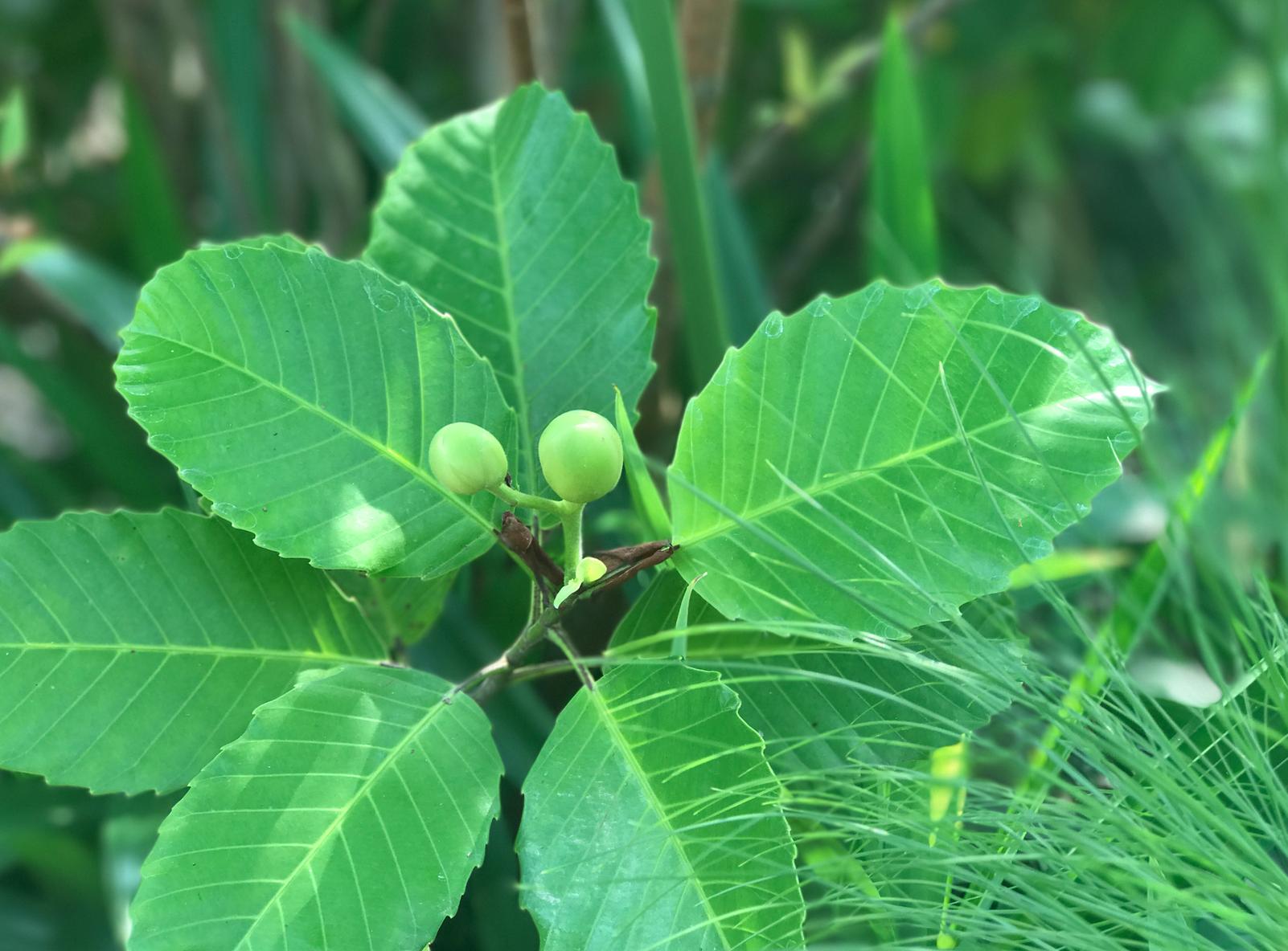 小辣椒a1手机,双摄小辣椒有几款