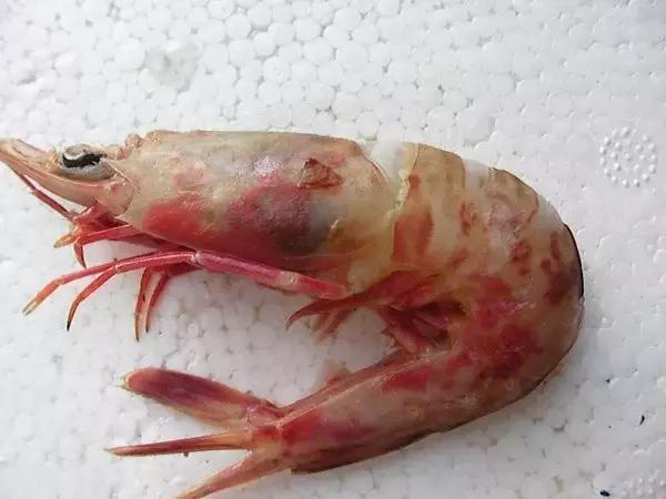 又到吃海蛎子的季节,又到了吃海鲜的季节生蚝