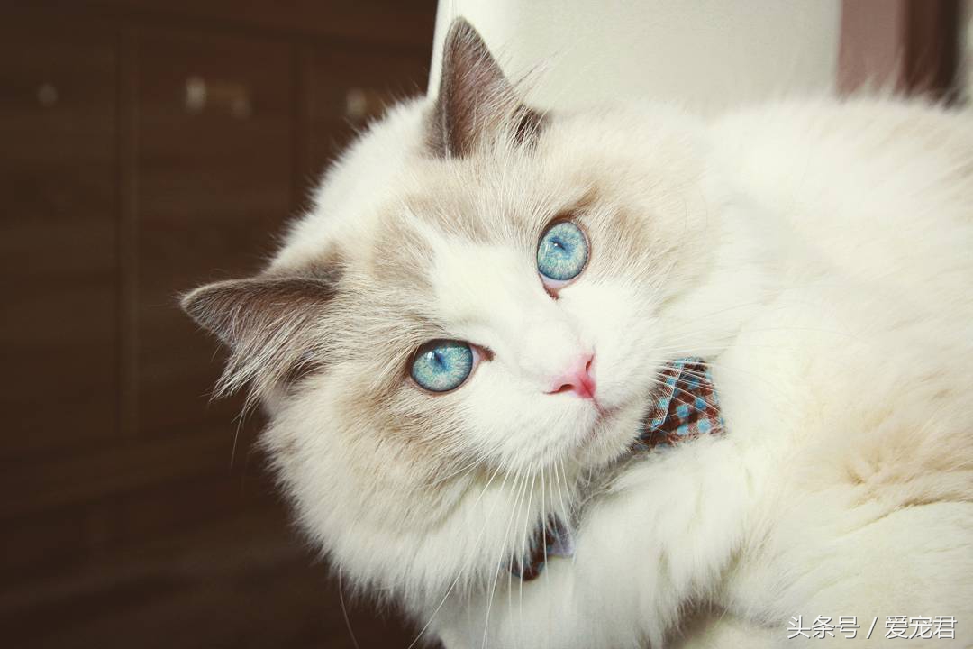 猫咪郁闷应该怎么办,猫咪郁闷怎么办