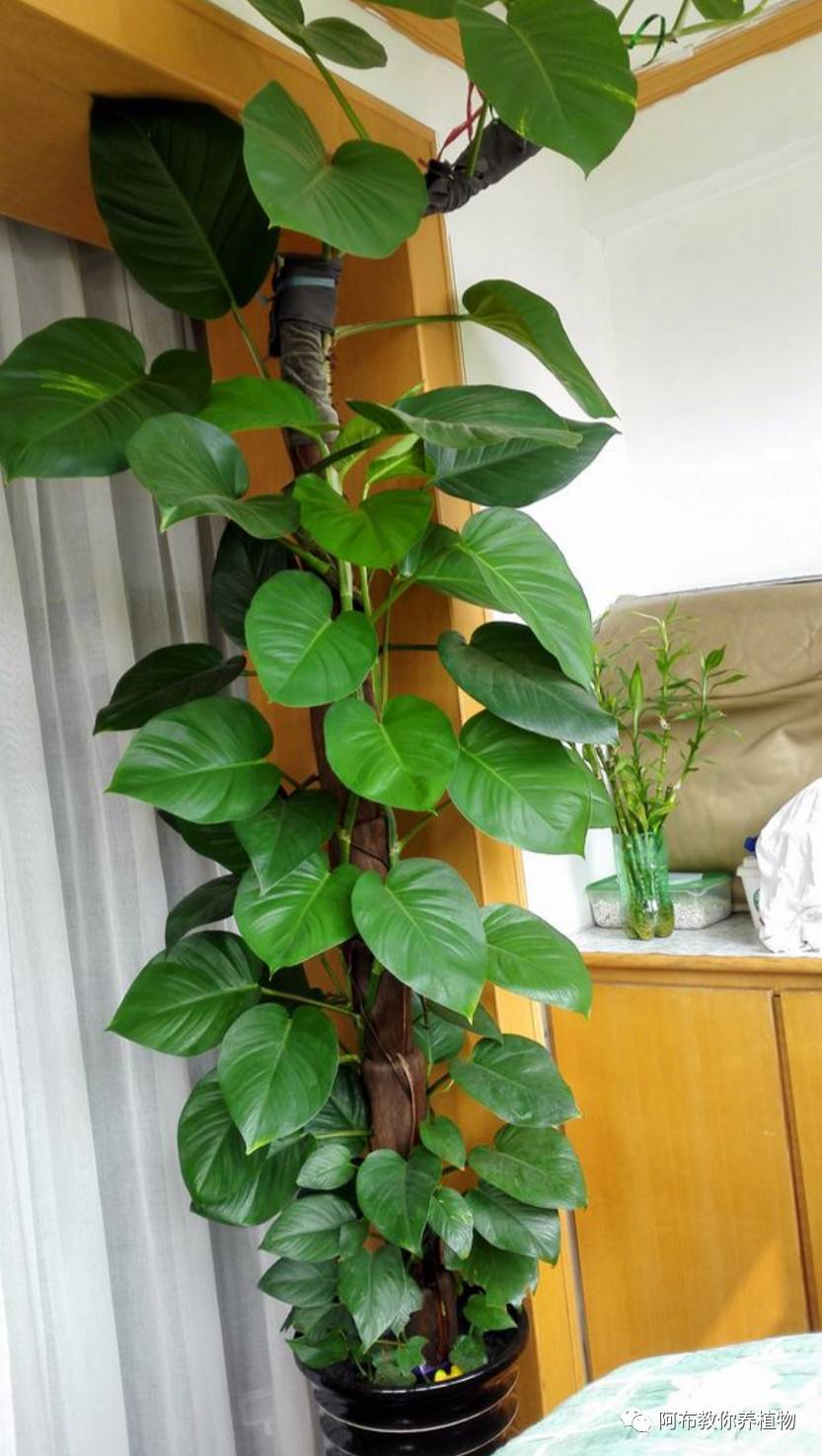 绿萝绿植怎么养活得快呢,绿萝植物养殖小知识