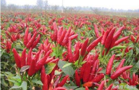 辣椒专用脱叶剂,辣椒用什么药让它高产