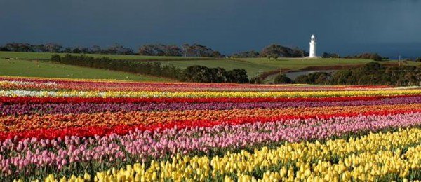 澳大利亚鲍鱼新西兰鲍鱼,澳大利亚顶级鲍鱼