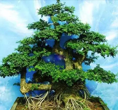 北方室外过冬的盆景对节白蜡盆景,小叶女贞和对节白蜡哪个适合盆景