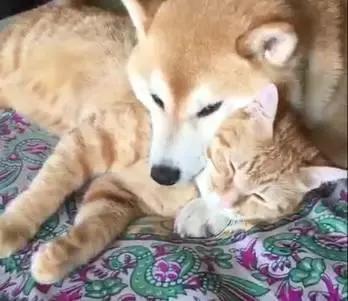 别跟我谈什么梦想我只想躺赢,别跟我谈什么梦想