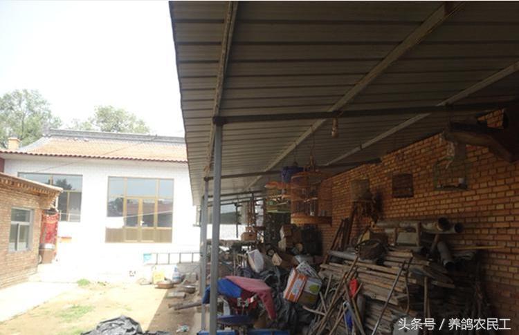 养鸽农民工探访资深鸽友，毫无保留的倾囊相授信鸽可以这样玩！