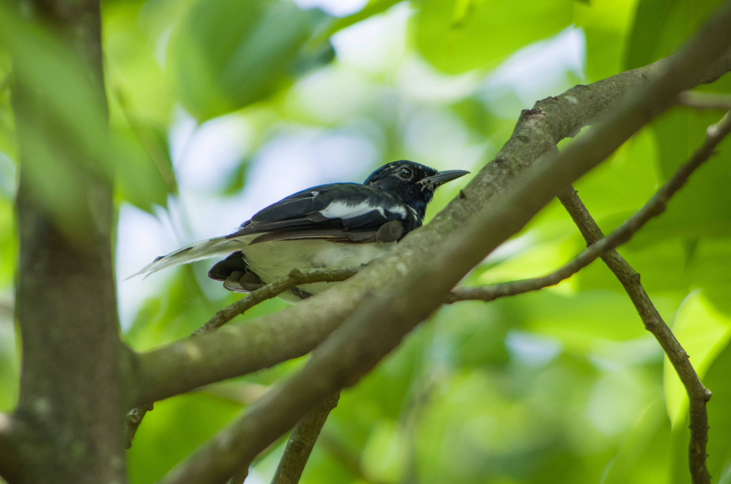 宾得k50的1600万像素高吗,宾得k50有hdmi接口吗