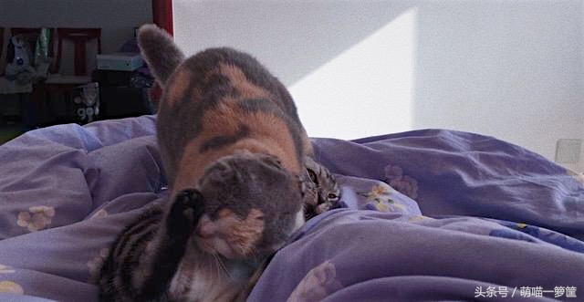 怎么辨别两只猫咪打架还是玩耍,多猫家庭怎么辨别猫尿