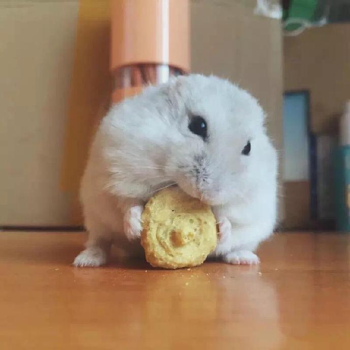 仓鼠宠物沟通,仓鼠宠物怎么上手训练