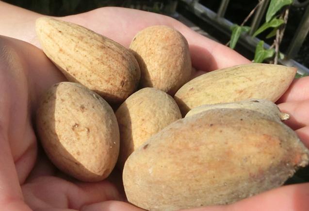 您知道盐肤木和五倍子的关系吗？