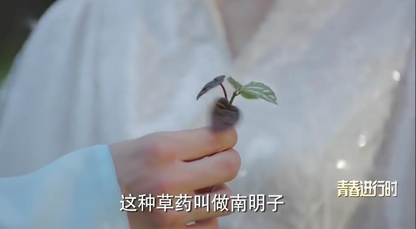 择天记丹药,择天记10大秘密