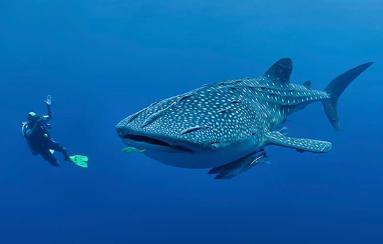 马尔代夫海岛推荐价格,马尔代夫旅游小岛推荐