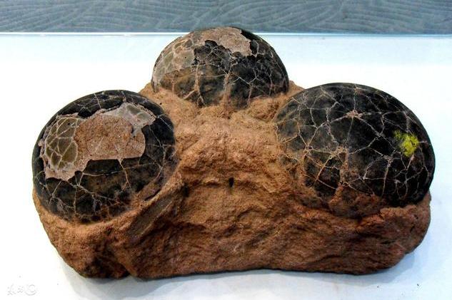 科学家猜测恐龙灭绝的原因是什么,科学家称恐龙还未灭绝