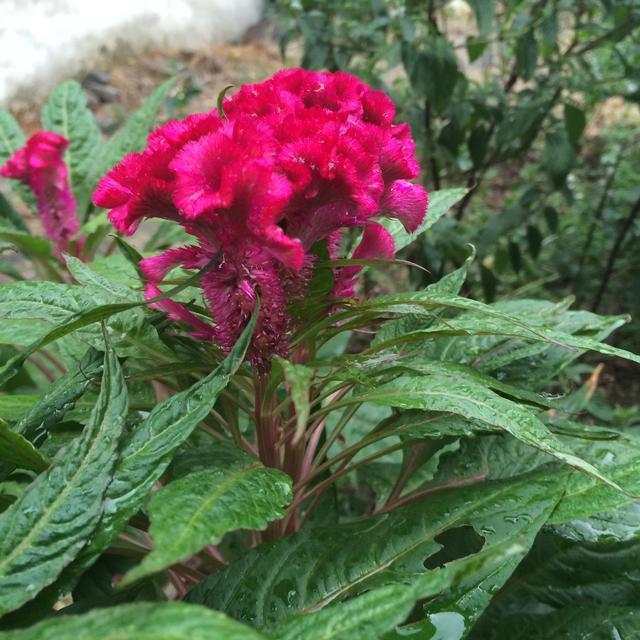 此花只有农村有,不仅是美食而且还能入药,还和“鸡”有关系!