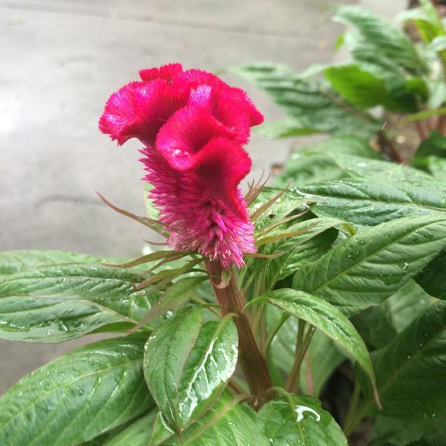 此花只有农村有,不仅是美食而且还能入药,还和“鸡”有关系!