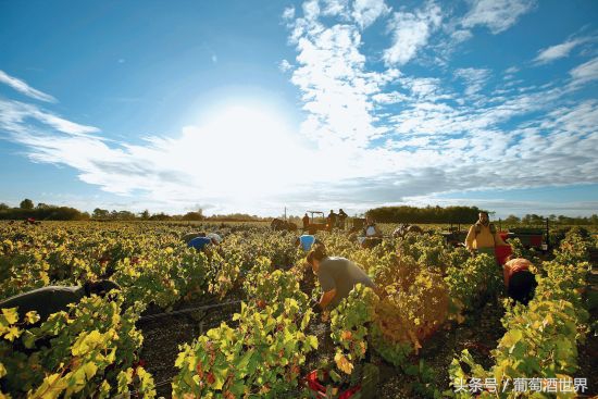 黄尾袋鼠酒庄所有的葡萄酒,黄尾袋鼠酒庄官网