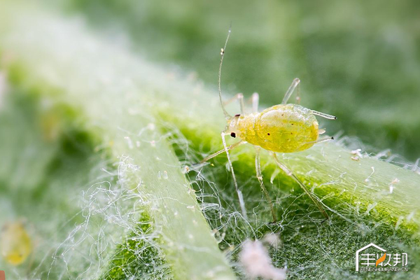 种植白菜心怎么管理,防治白菜萝卜病虫害哪个药好