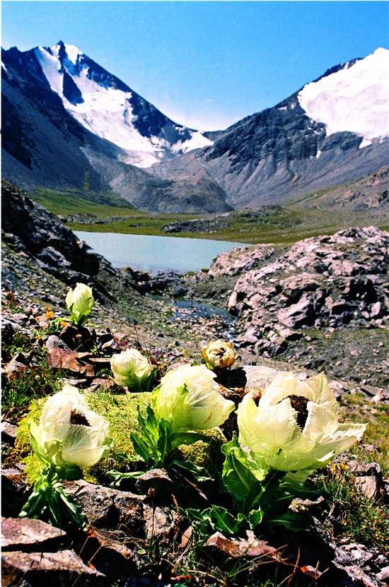 多彩阿勒泰哈巴河,多彩新疆阿勒泰禾木村