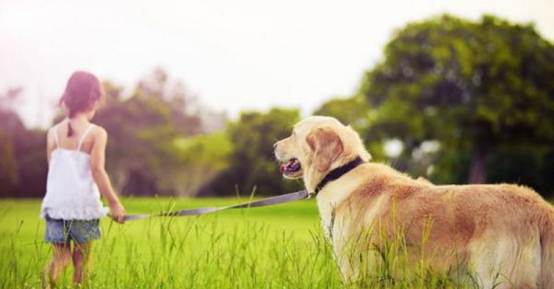 遛狗的狗绳怎么给狗狗套上,外出遛狗怎样才能让狗跟着主人走