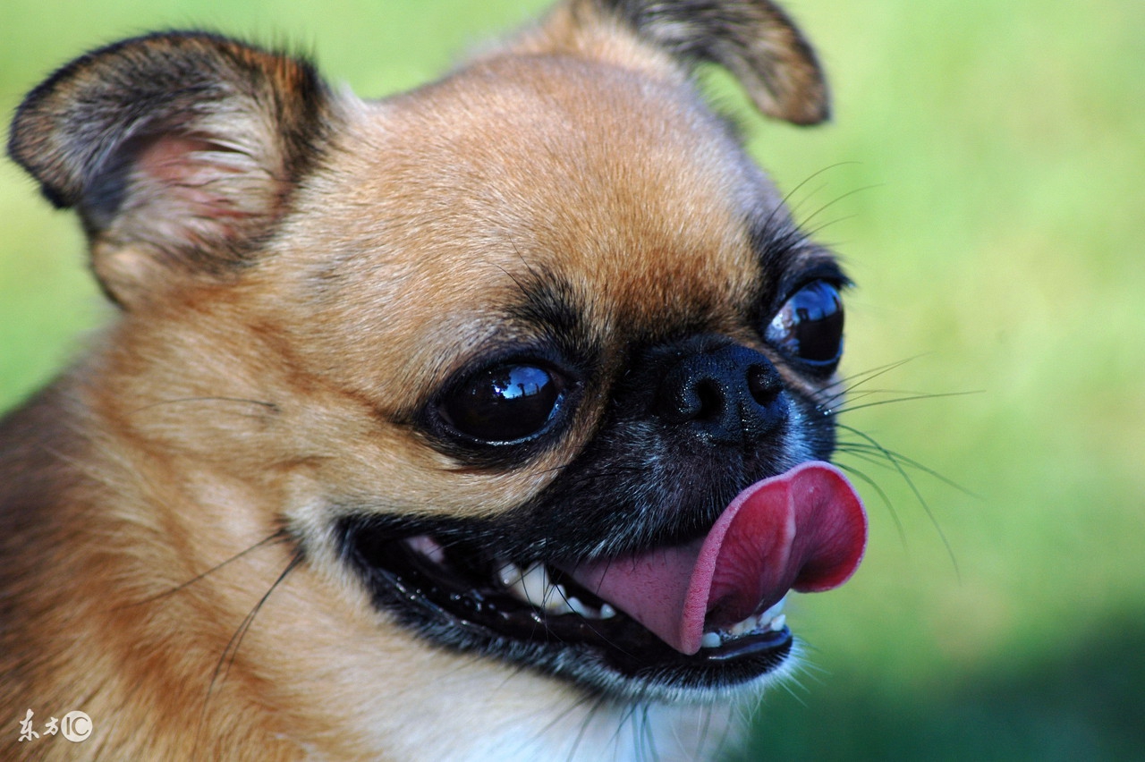 在医院里，隐藏着一只狗，它看见了一些见不得人的东西