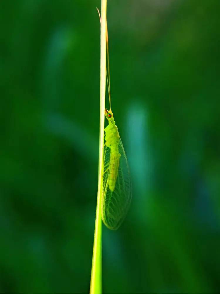 手机怎么玩转拍摄,手机怎样微距拍照