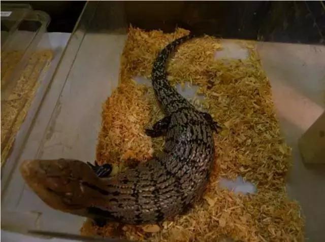 亚宠展攻略狗狗,亚宠展2020爬宠