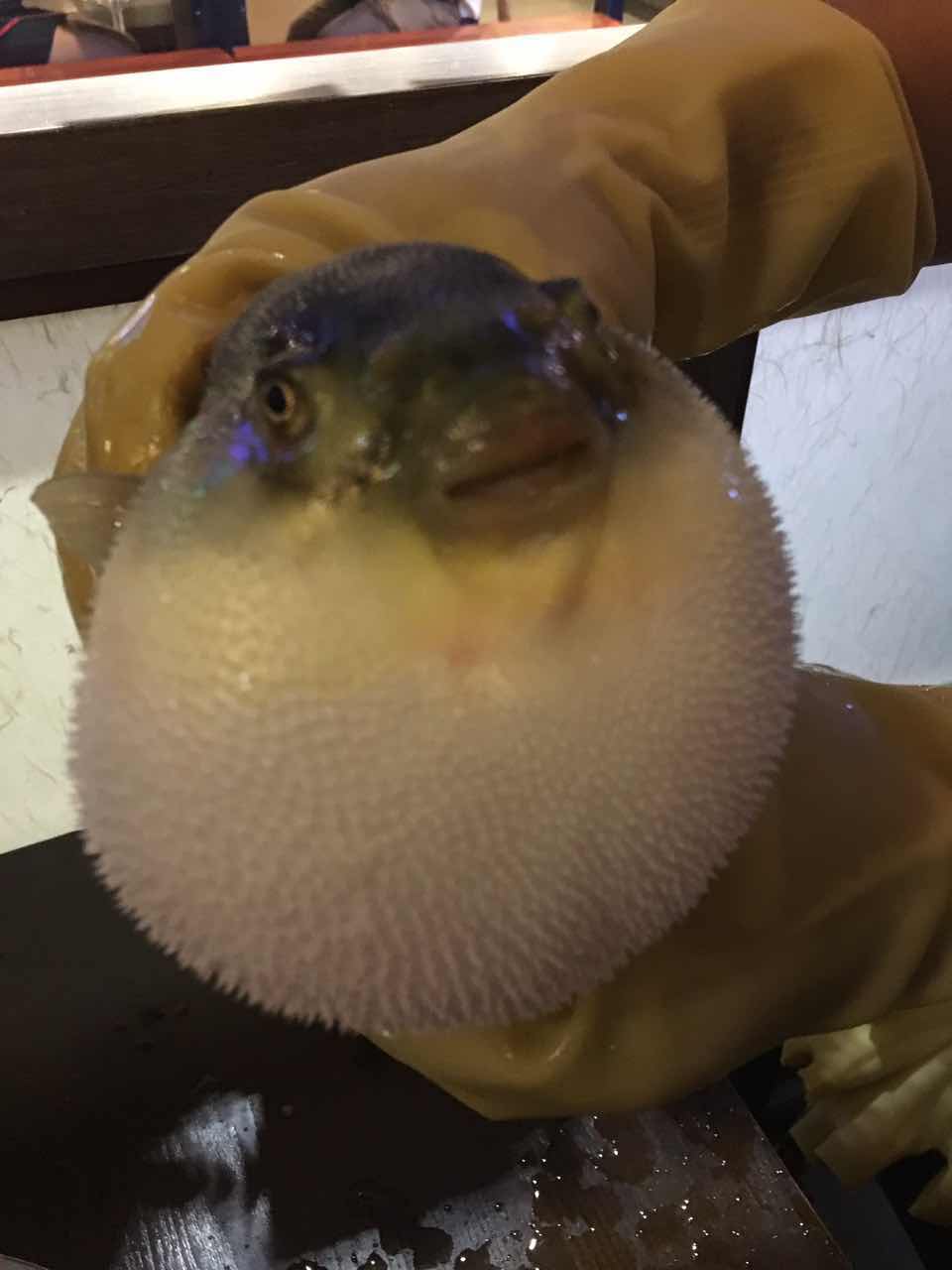 天正河豚,天正河豚广东