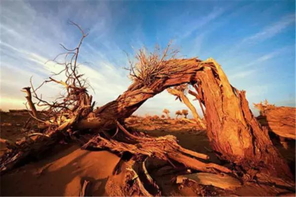 三千年的情缘,三千年的企盼只为这一季的金秋(附攻略)