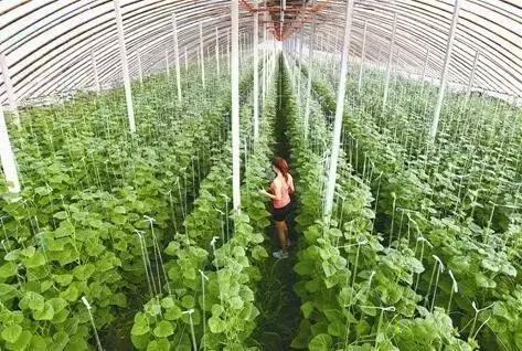 一亩蔬菜种植成本利润分析,蔬菜种植成本测算