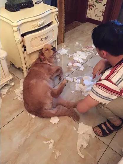 暖男金毛可以暖到什么地步,金毛暖男视频完整版