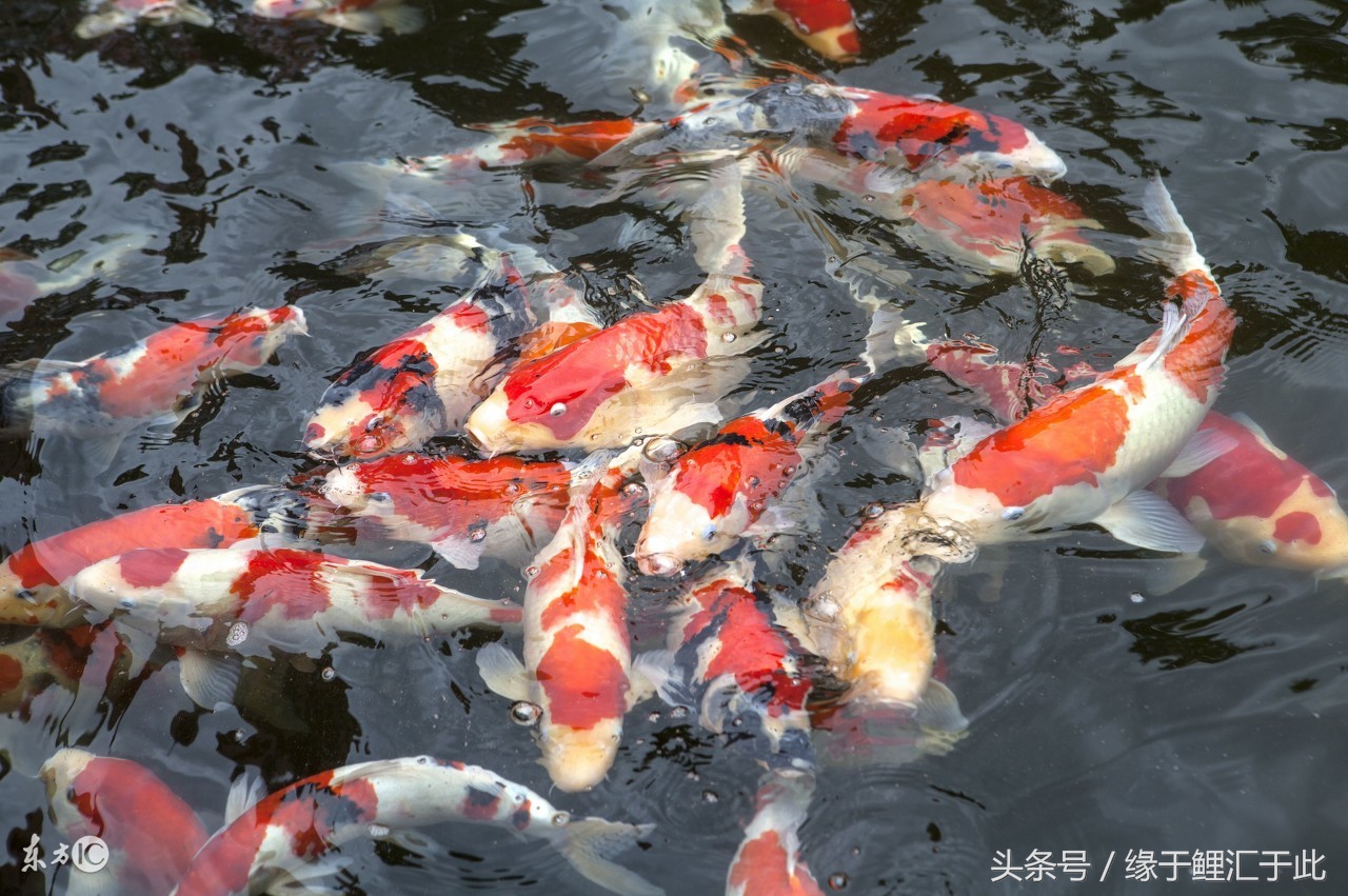 鱼缸腥臭怎么处理,鱼缸水浑浊怎么办