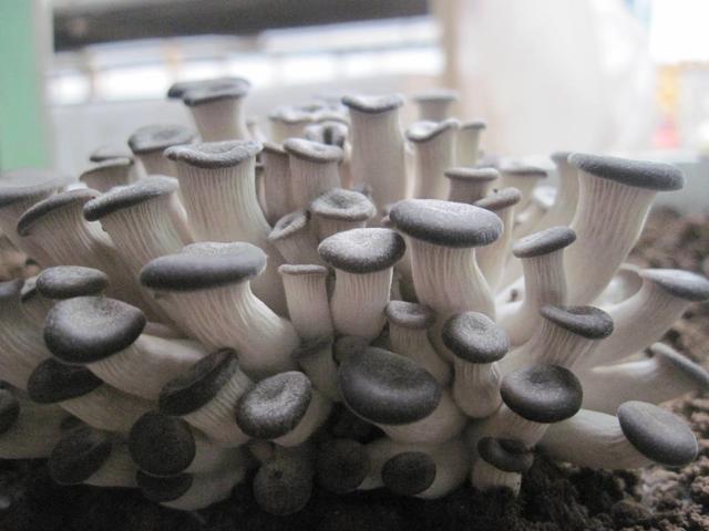 如何种植盆栽蘑菇,盆栽蘑菇最简单的方法