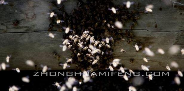 中蜂春繁退老脾,中蜂秋繁前如何管理