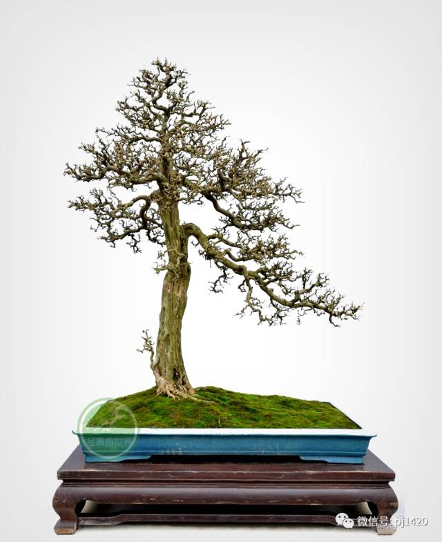 50种盆景树图片大全,50种盆景植物图片大全