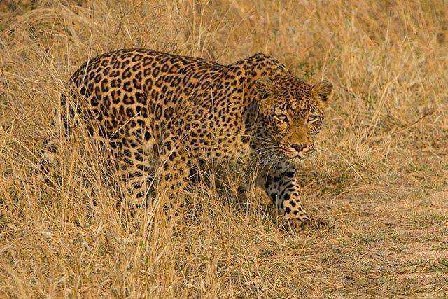 非洲八大最凶猛的动物排名，狮子已经被超越