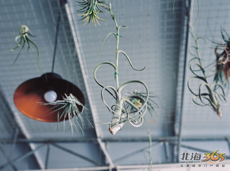 北海女性｜稀奇古怪的店，稀奇古怪的90后老板