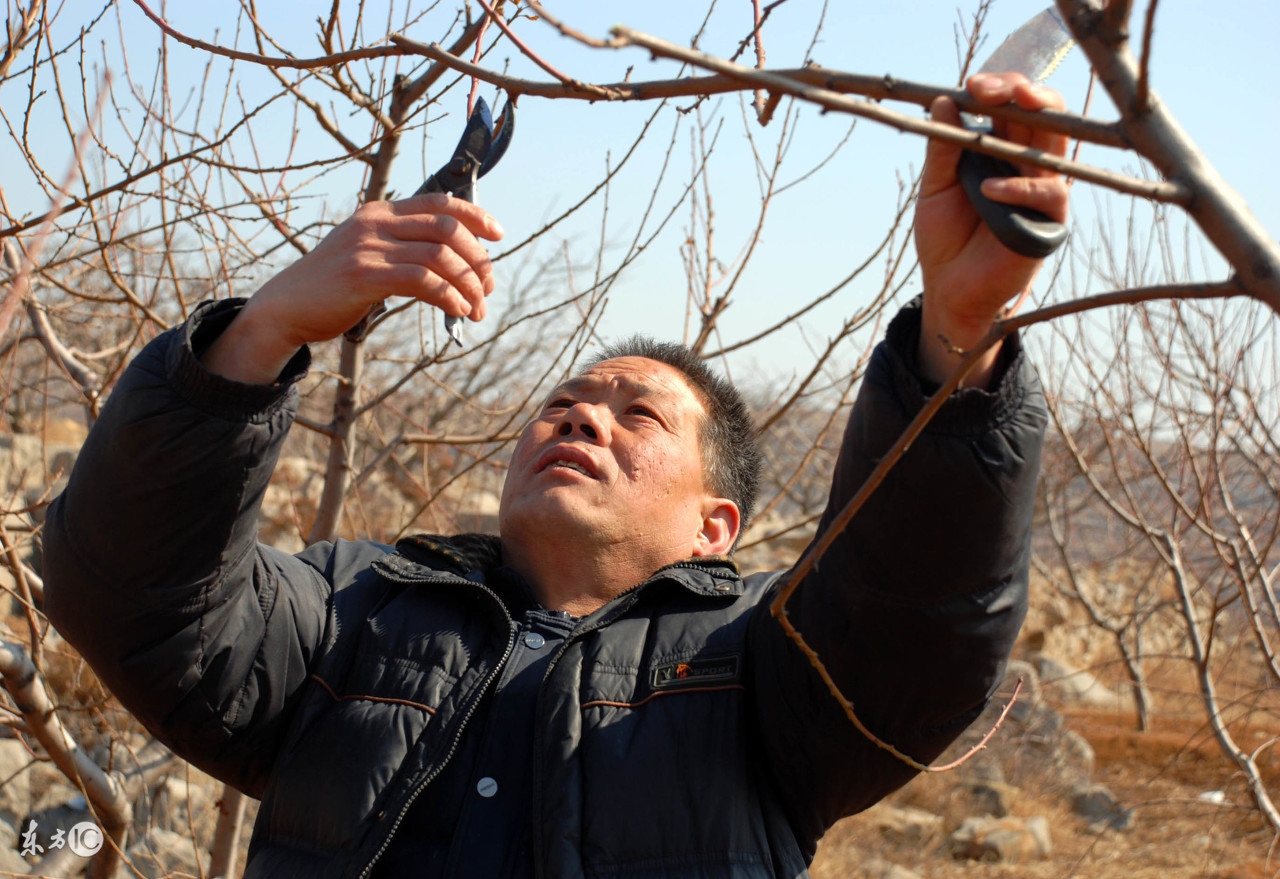 不会修剪月季怎么办,不会修剪怎么办