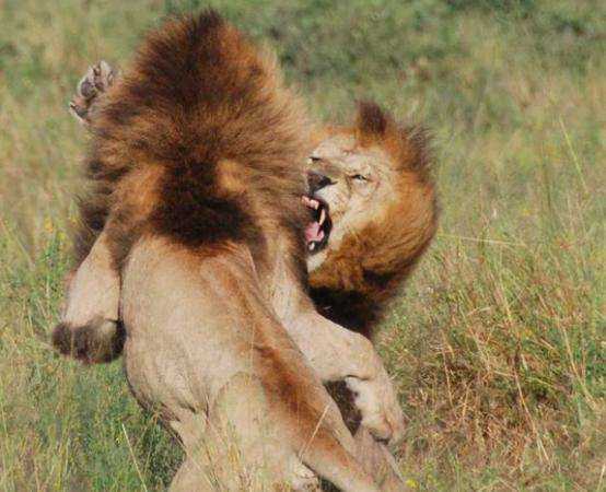 非洲八大最凶猛的动物排名，狮子已经被超越