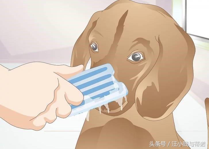 当狗狗受伤，实用土办法教你给狗狗止血！