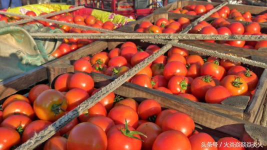 西红柿不开花还想高产?别做梦了,还是想想怎么让开花吧