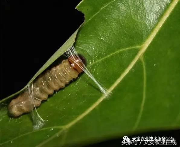 十大类杀虫剂详解不容错过,十大类型杀虫剂