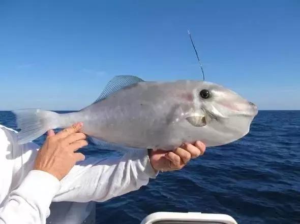 又到吃海蛎子的季节,又到了吃海鲜的季节生蚝