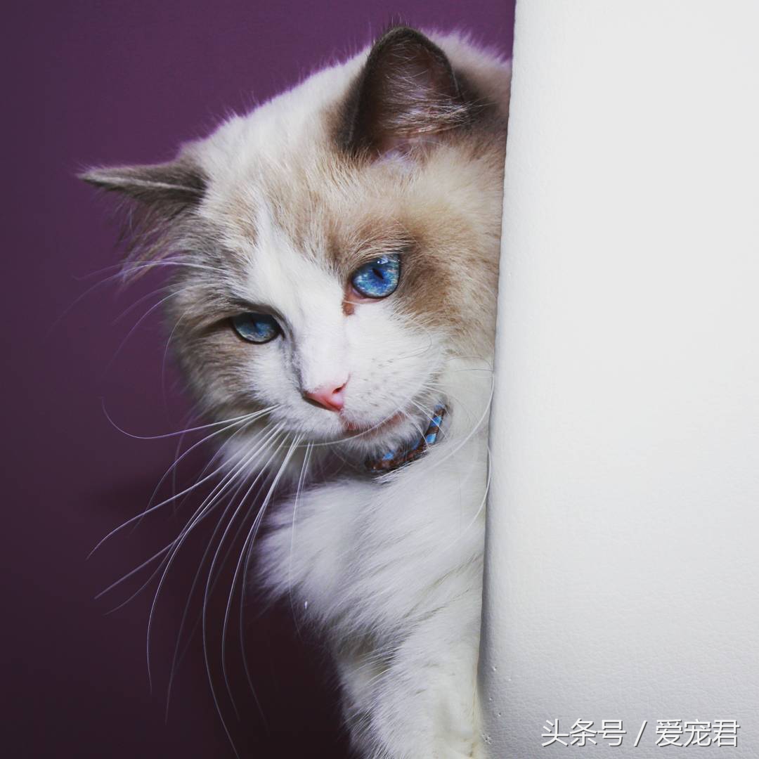 郁闷猫咪,猫咪为什么总爱抓猫抓板