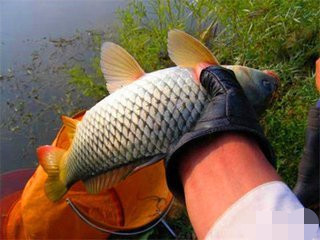 黑坑遇到淤泥酱层怎么办？不要急老钓友教你怎么解决它