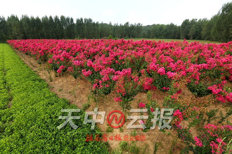 紫薇花盛开在老乐山深处